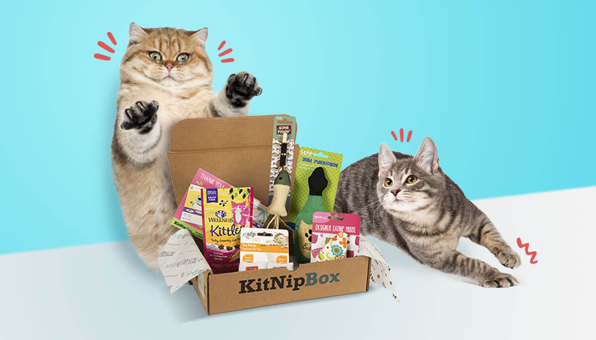 Monthly Cat Subscription Box Of Cat Toys Cat Treats And Cat Gifts Kitnipbox