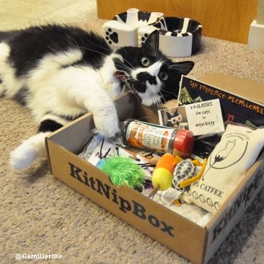 monthly cat box canada