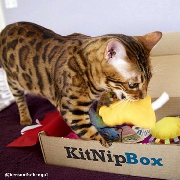 is there a barkbox for cats