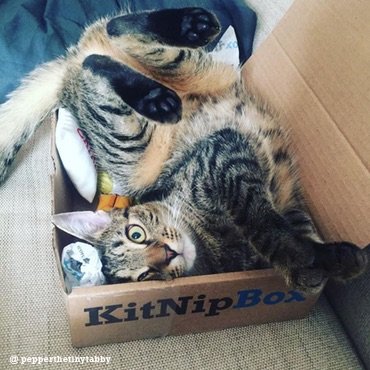 monthly cat box canada