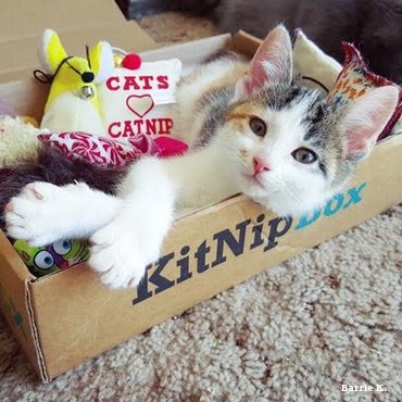monthly cat toy box
