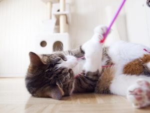 Kitty Playing with String