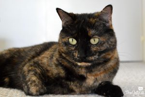 Fostering Cats: Three Chatty Cats - Olive