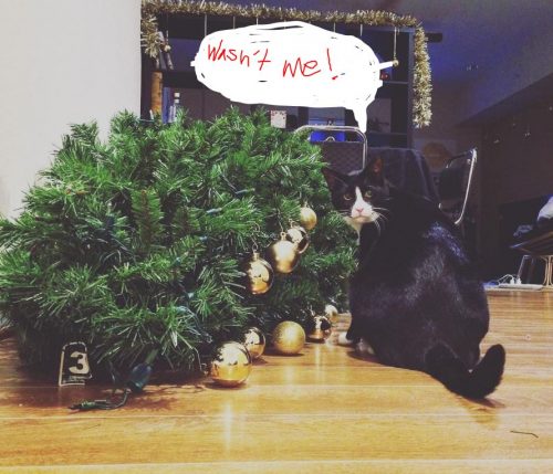 Catmas tree down