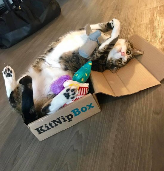  Snickers going bonkers for his KitNipBox! 