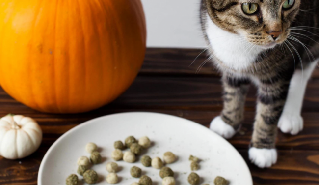 Pumpkin-Kitty-Treat-1140x660