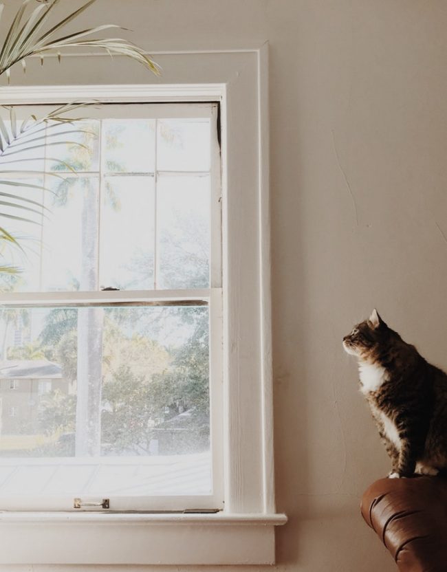 How A Small Apartment Can Provide Your Cat With Mental - 