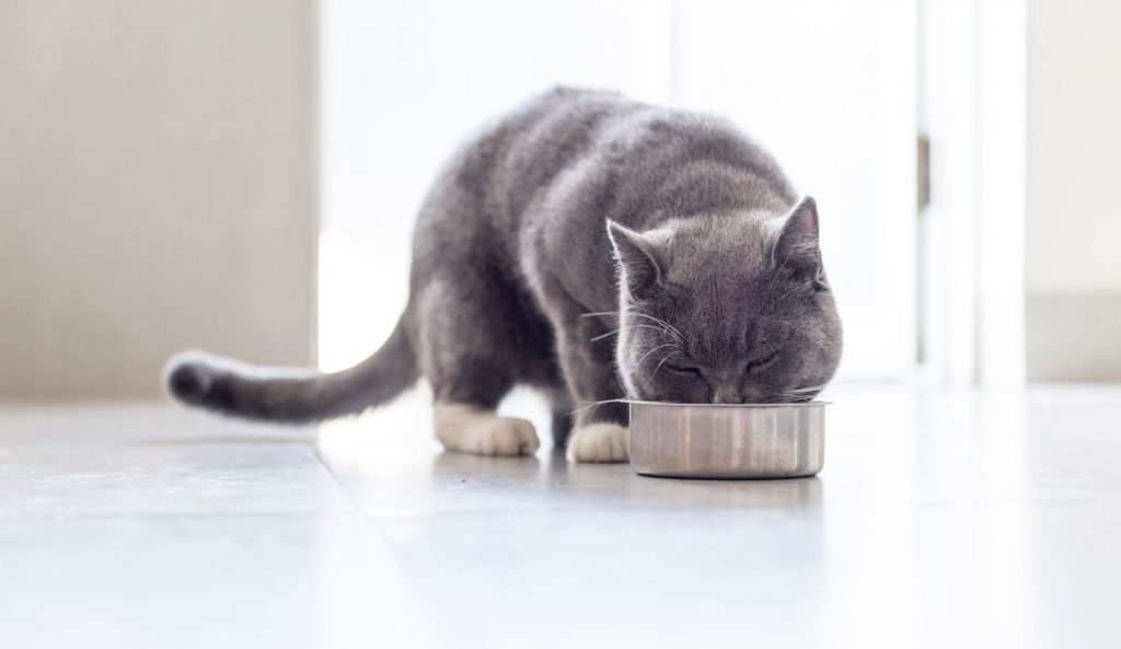 top-15-ingredients-to-avoid-in-cat-food-kitnipbox