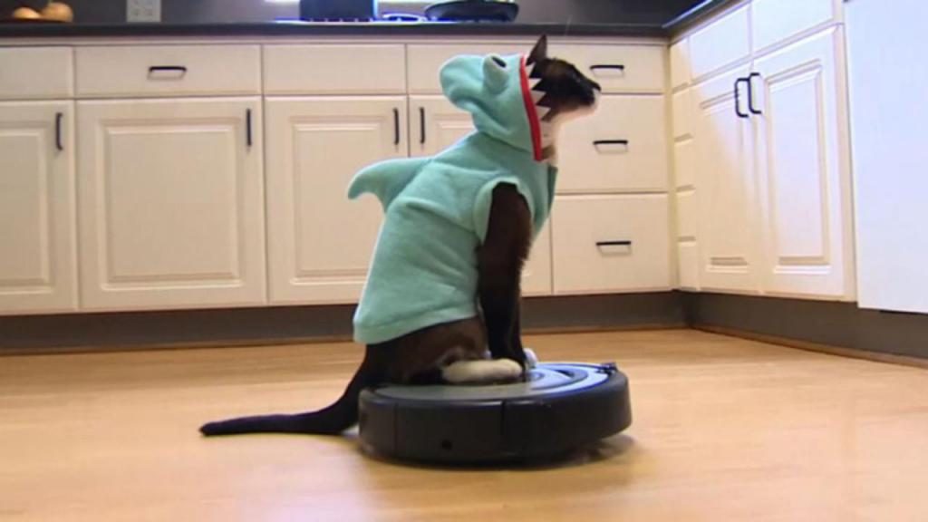 Why Vacuums for With Cats or May Not be a Idea