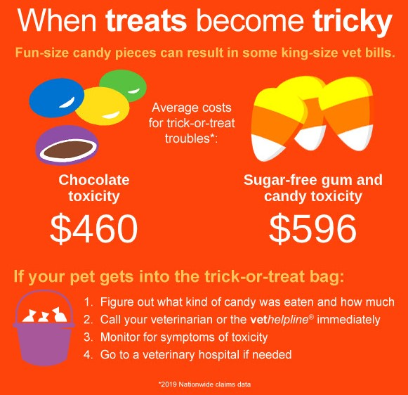 Chocolate and sugar-free candy is dangerous for cats.